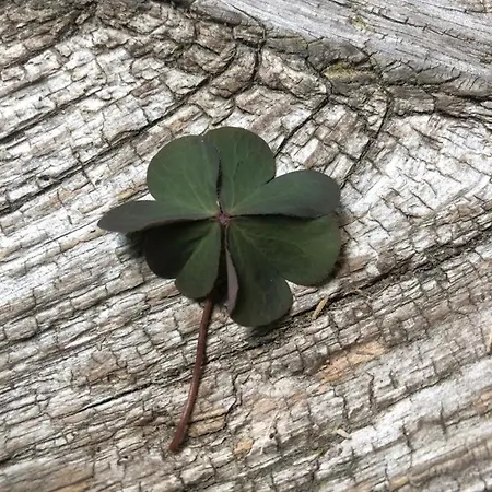 Neu - Landlust Chaletdorf Bei Fulda - Ein Besonderer Ort Zum Ankommen Und Neue Kraft Tanken Petersberg (Hessen)